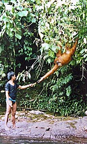 Asienreisender - Swinging Orangutan